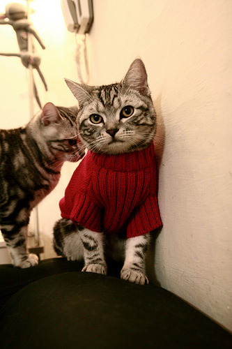 CS2 赛事观众人数屡创新高，cs2_2012