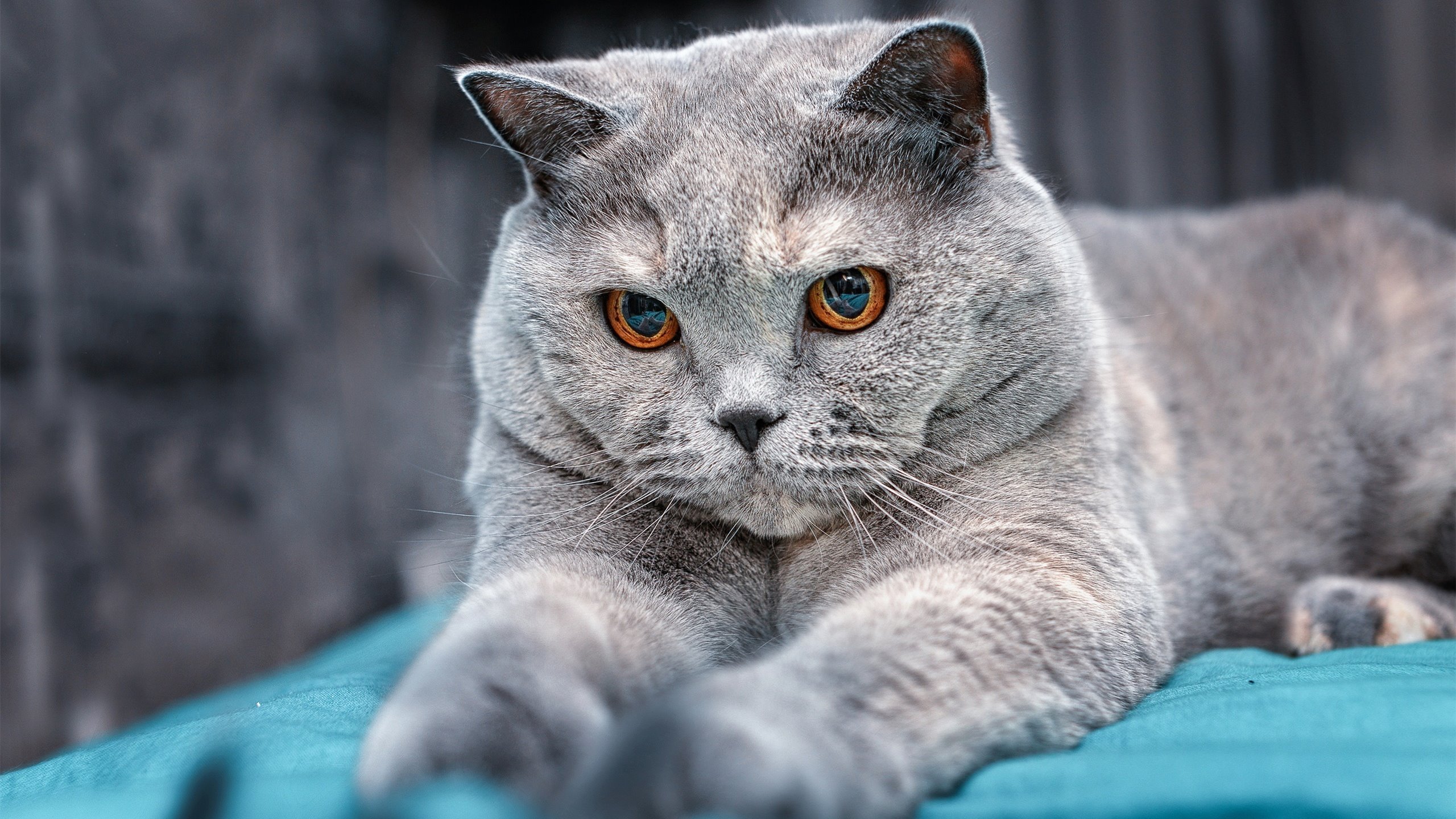 爱游戏在线登录入口-WRC新赛季揭幕 战火重燃各路豪强争锋，wrc赛段