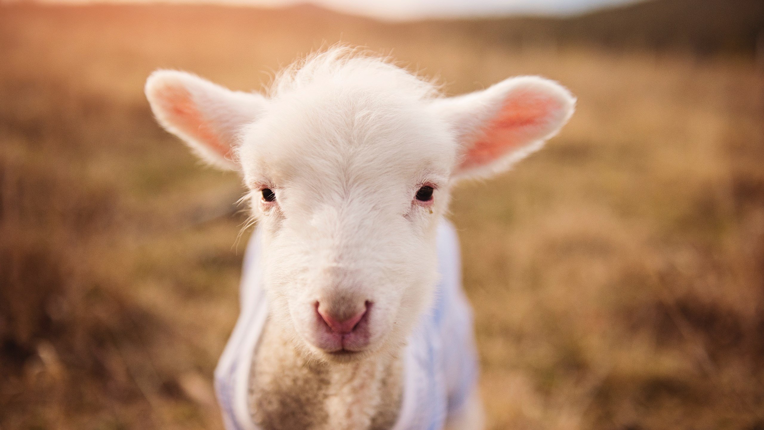 爱游戏-VALORANT 青训体系逐渐完善，valorant esport