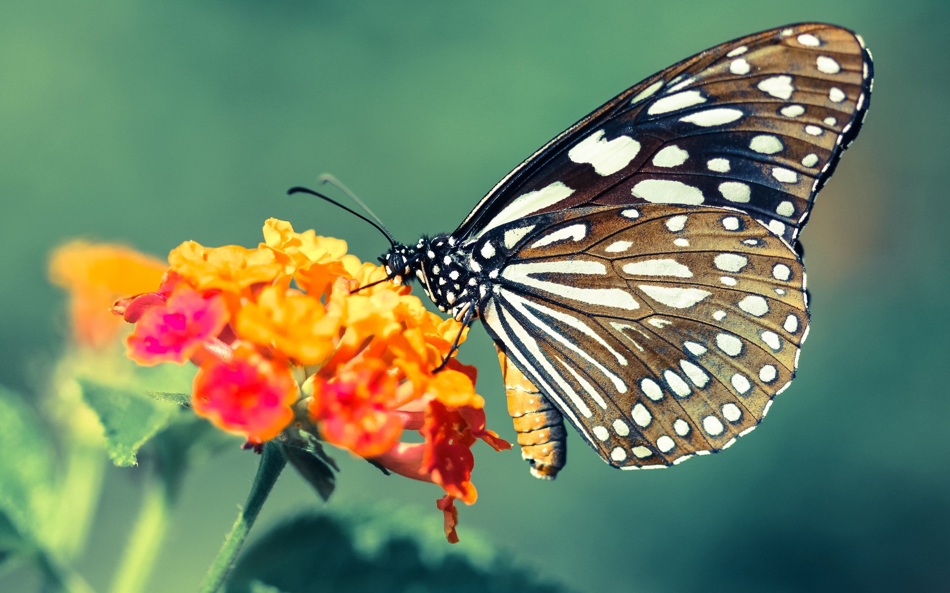 爱游戏娱乐平台-_奇才战术逐步成熟，表现稳中有升_，奇才对战