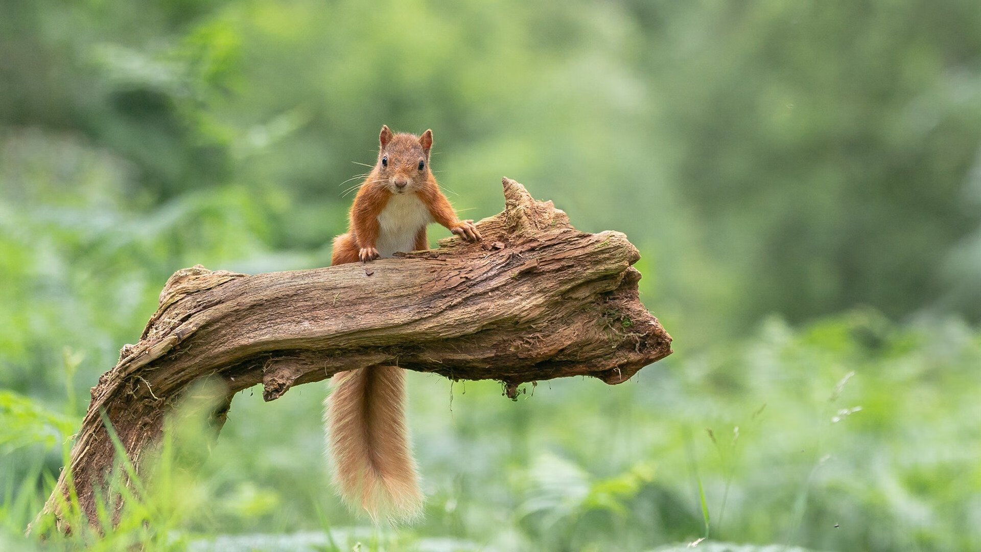 《CS_GO》选手的生活：训练、比赛与个人时间的平衡，cs go职业比赛规则