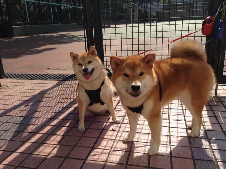 史上最令人激动的“决赛”回看，冠军归属悬念重重，决赛精彩瞬间