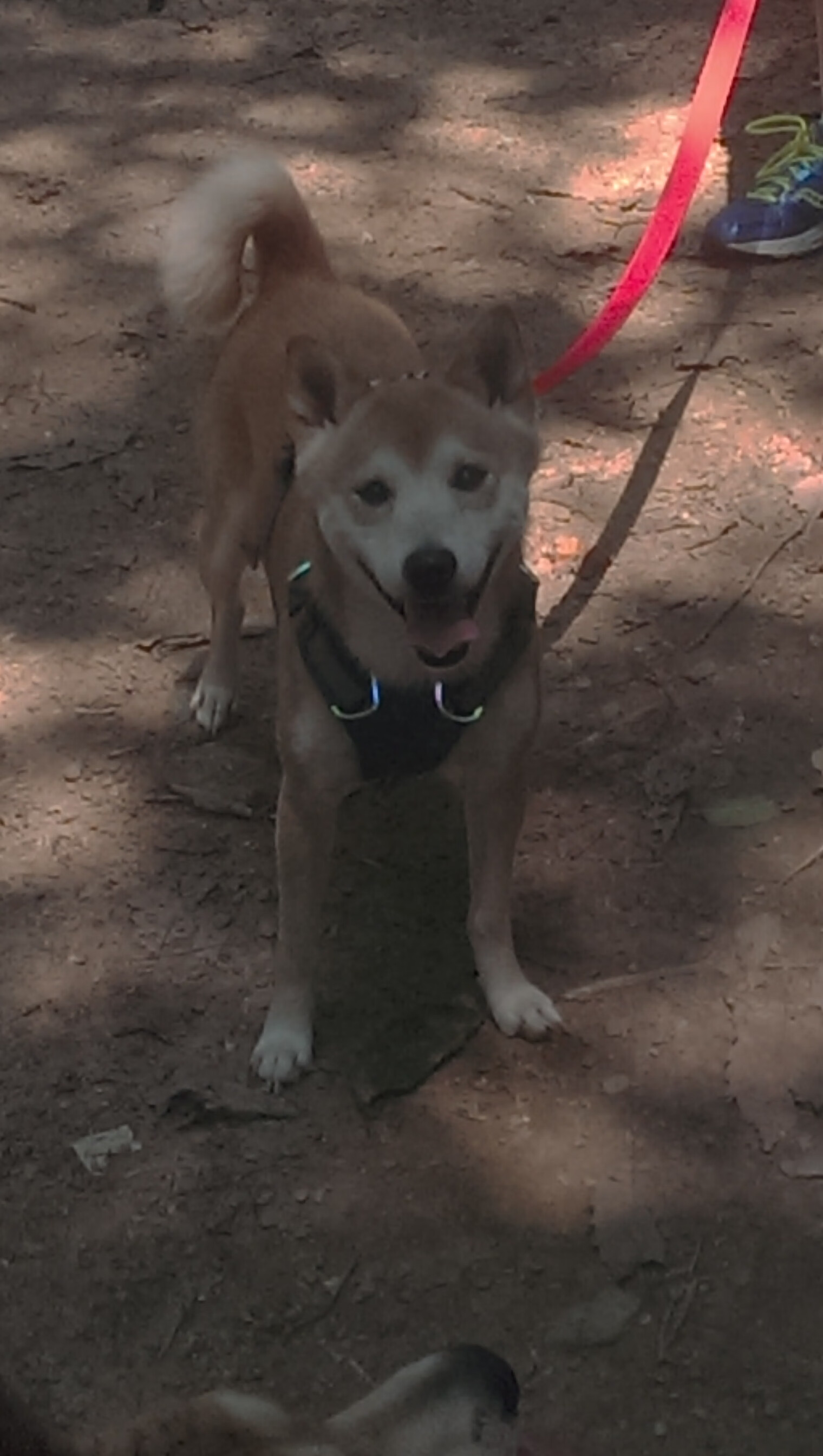 太阳在对阵骑士的比赛中,布克最后一刻投中绝杀球!,布克与太阳球迷