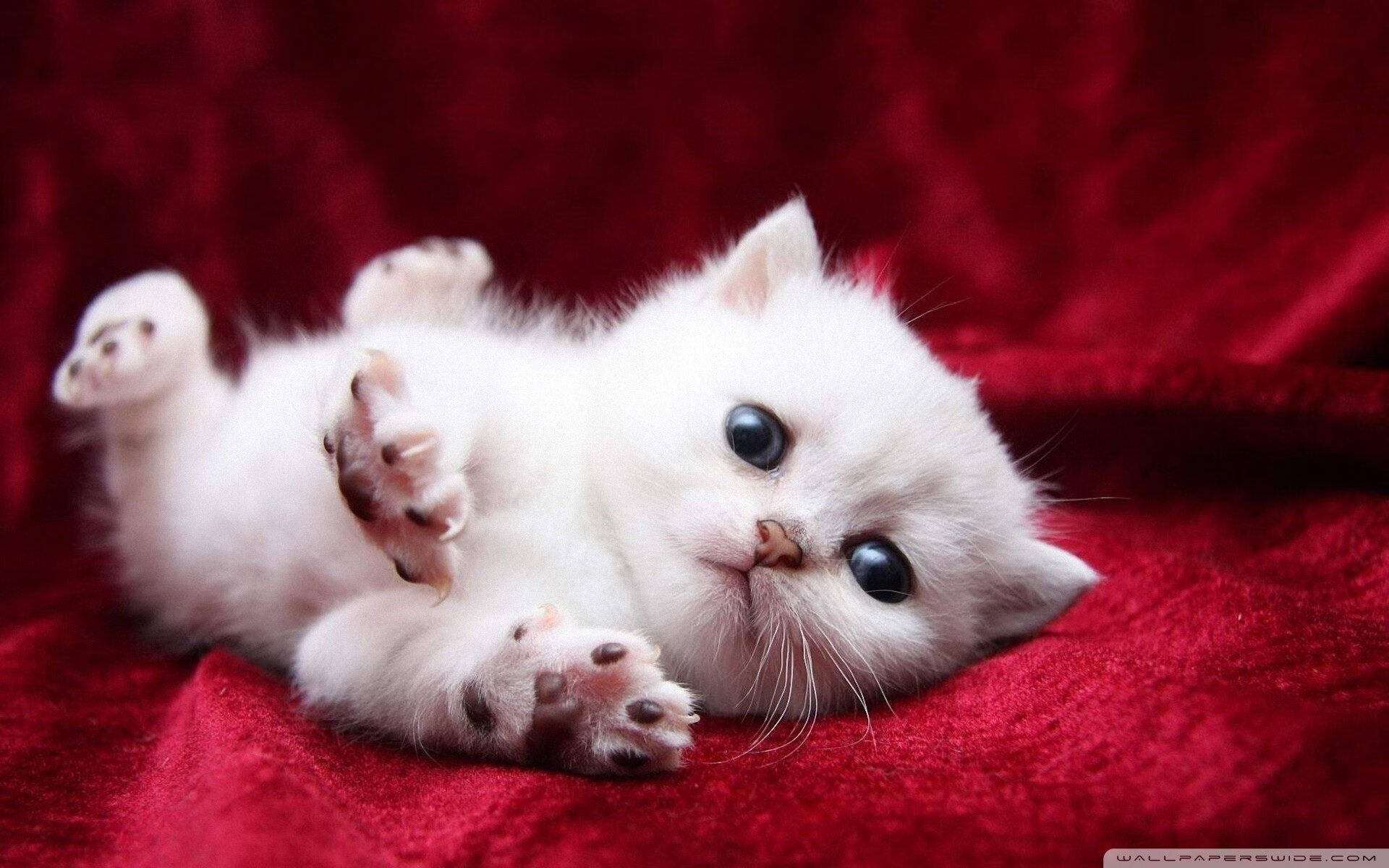 教练战术档案：本赛季最具创新的战术体系，教练在布置战术时讲到了常用的比赛阵型