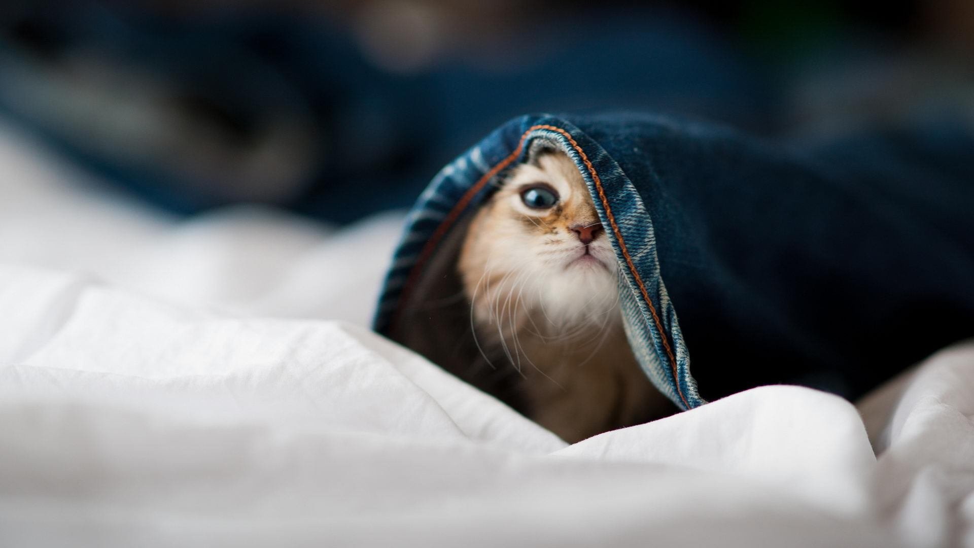 爱游戏体育-欧冠巅峰对决，球迷用心创造难忘回忆，欧冠相互战绩