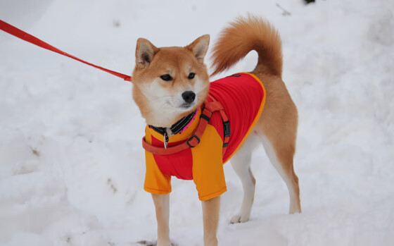 爱游戏综合娱乐-马赛新援鲜亮全场，助力球队冲击欧战资格，马赛会最新消息