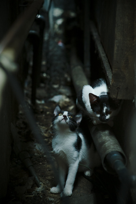 高空跳绳比赛，锻炼反应力与协调性，高空跳高行动