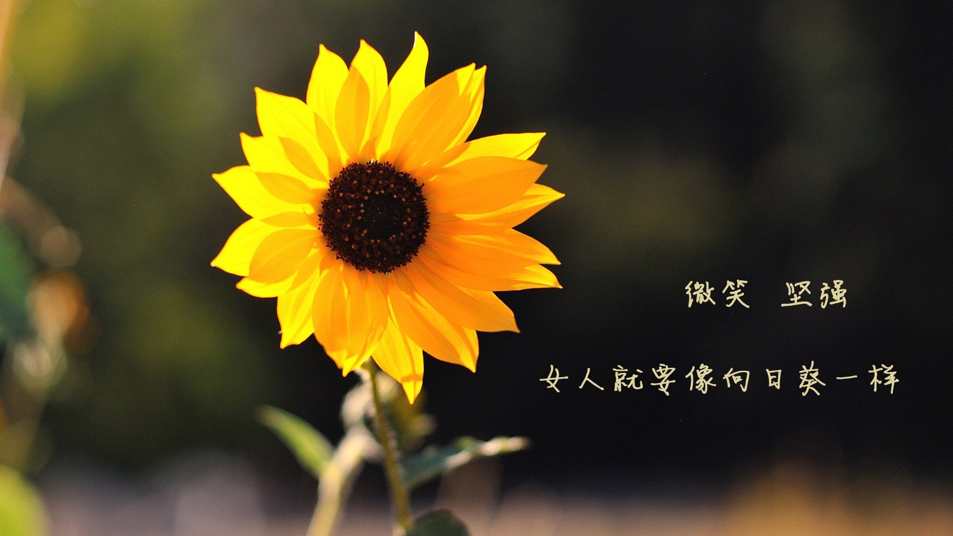 C9携手教育机构推广电竞文化,电竞推广话术