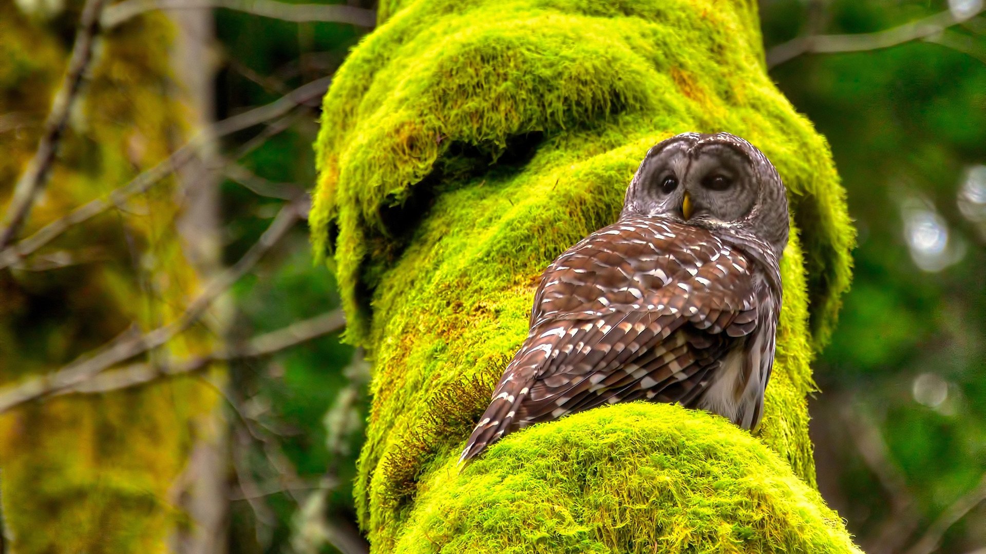 AYX体育-LCK战队阵容深度增强，lck战队阵容深度增强是什么