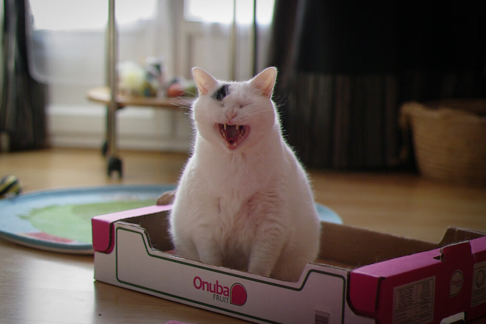 国足教练团队战术布置精细，国足教练阵容