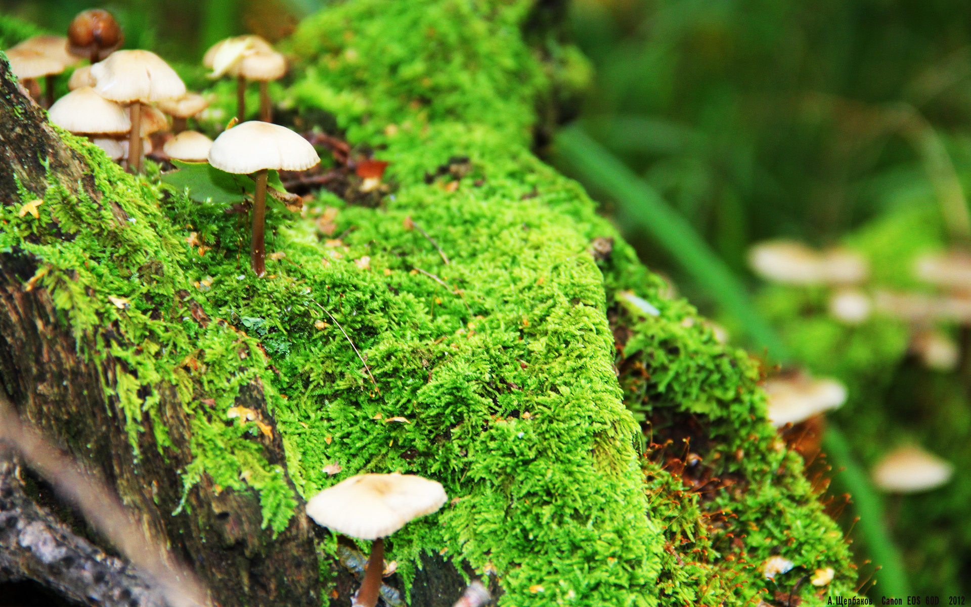 爱游戏中国官方登录入口网站-里尔队经历换帅风波，球员表现出色仍奉献胜利，里尔球队图片