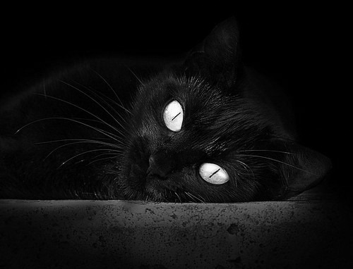 雄鹰主教练突然离职，球队动荡不安，雄鹰队nba