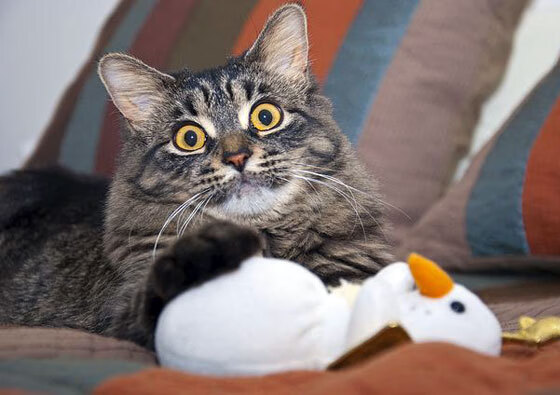 中国足球攻防转换节点图谱分析，中国足球攻防转换节点图谱分析