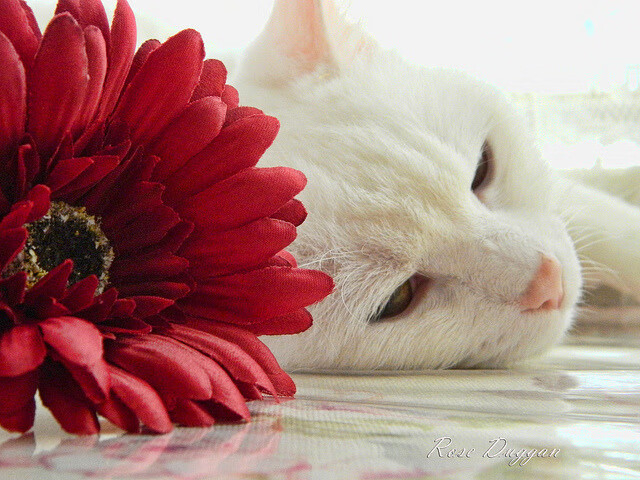 法甲VAR技术融合自然语言处理优化争议判罚说明机制