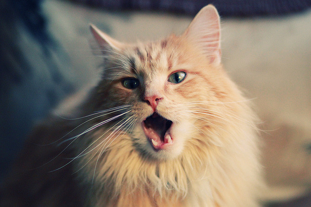 篮球运动赛事观众满意度提升策略探讨，篮球运动赛事观众满意度提升策略探讨