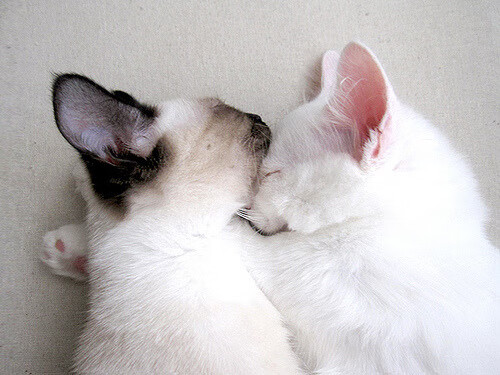 AYX GAMING-“水上救生：三叉湖游泳馆上演紧张刺激的竞技救援”