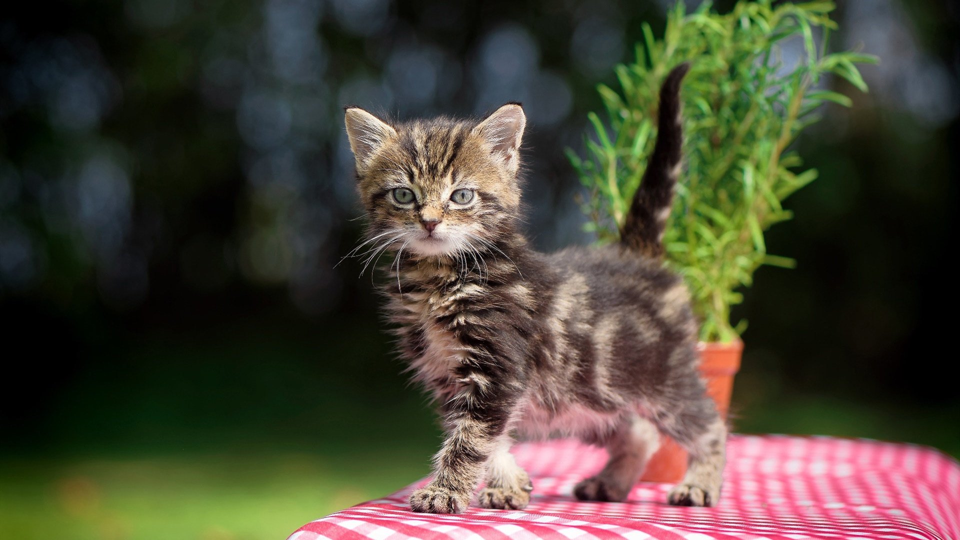 国际乒联混合团体世界杯赛制的利与弊：德国队如何调整战术，国际乒联德国公开赛