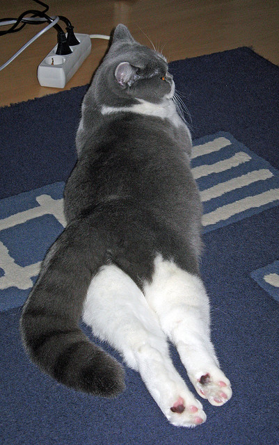 AIYOUXI.COM-澳女接力新阵容表现超预期，澳女篮联赛直播