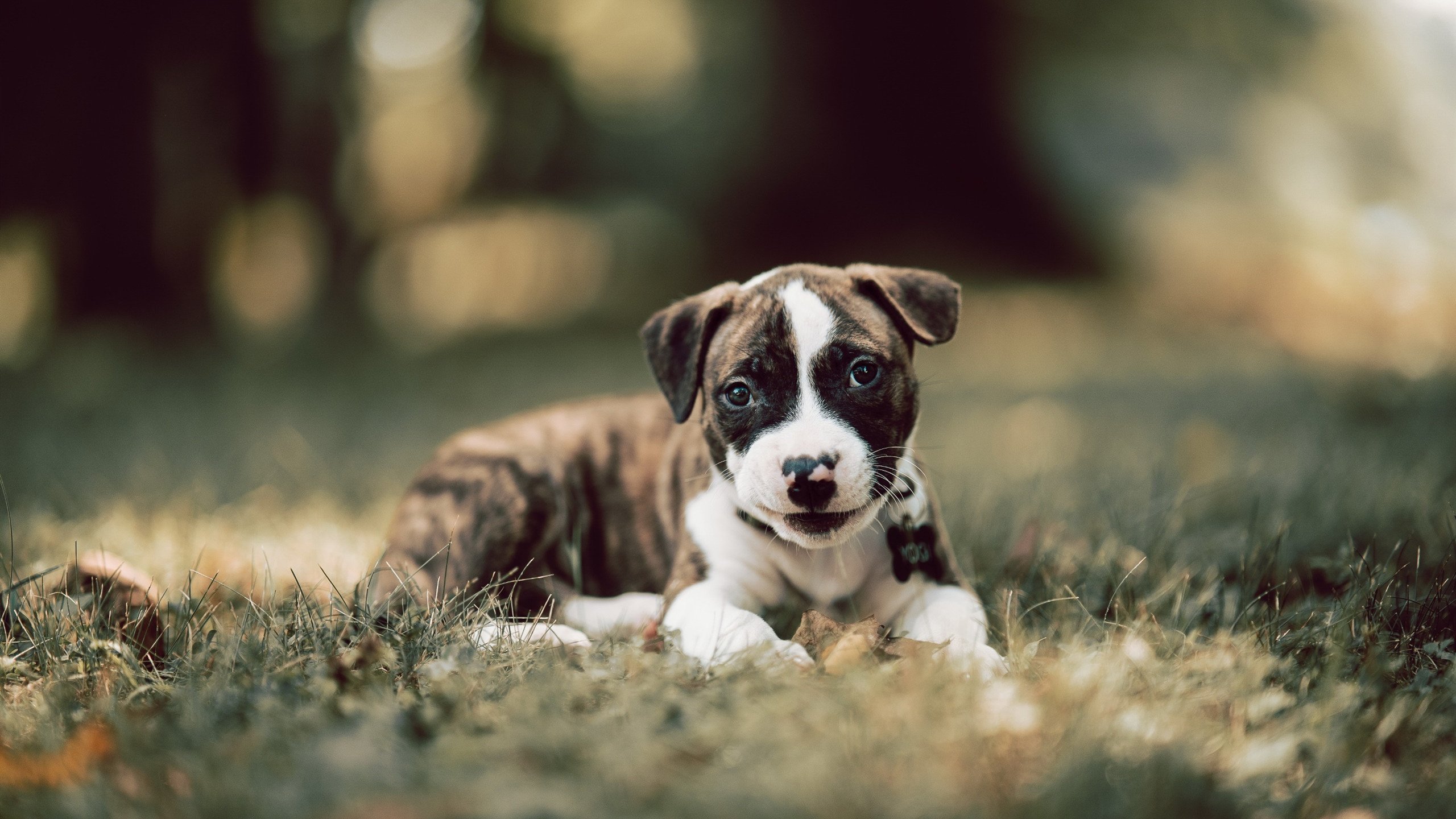 爱游戏官方网站-边路爆点选手能否改变五大联赛进攻格局，边路爆点选手能否改变五大联赛进攻格局的方向