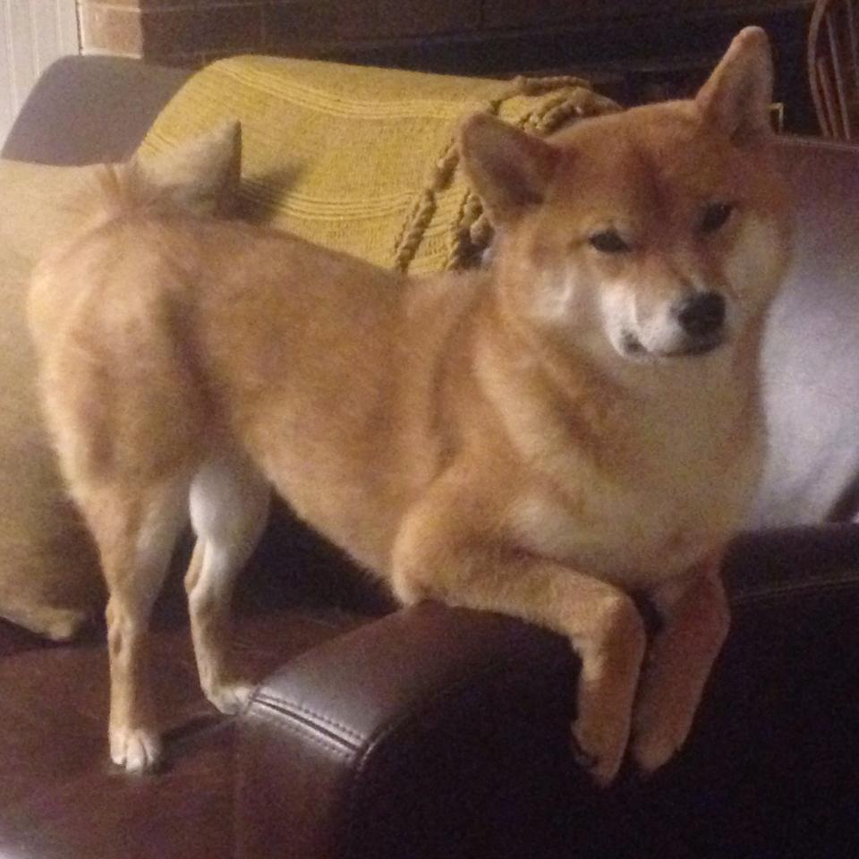 巴西队在南美预赛中领先，出线几无悬念