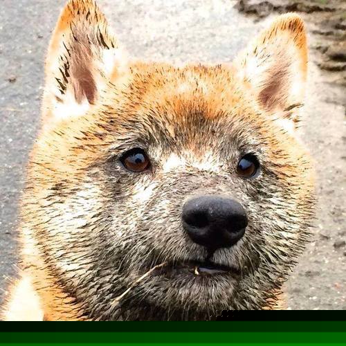 爱游戏娱乐网址-科特迪瓦男篮在非洲锦标赛中持续出色，梦想奥运舞台，科特迪瓦男篮vs中国男篮视频