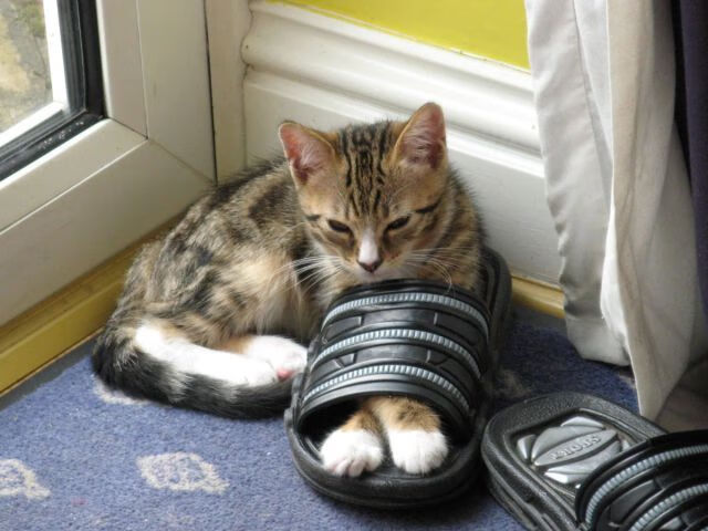 -麦克沃伊50米蝶泳夺金时刻刷屏全网，麦克斯·沃克