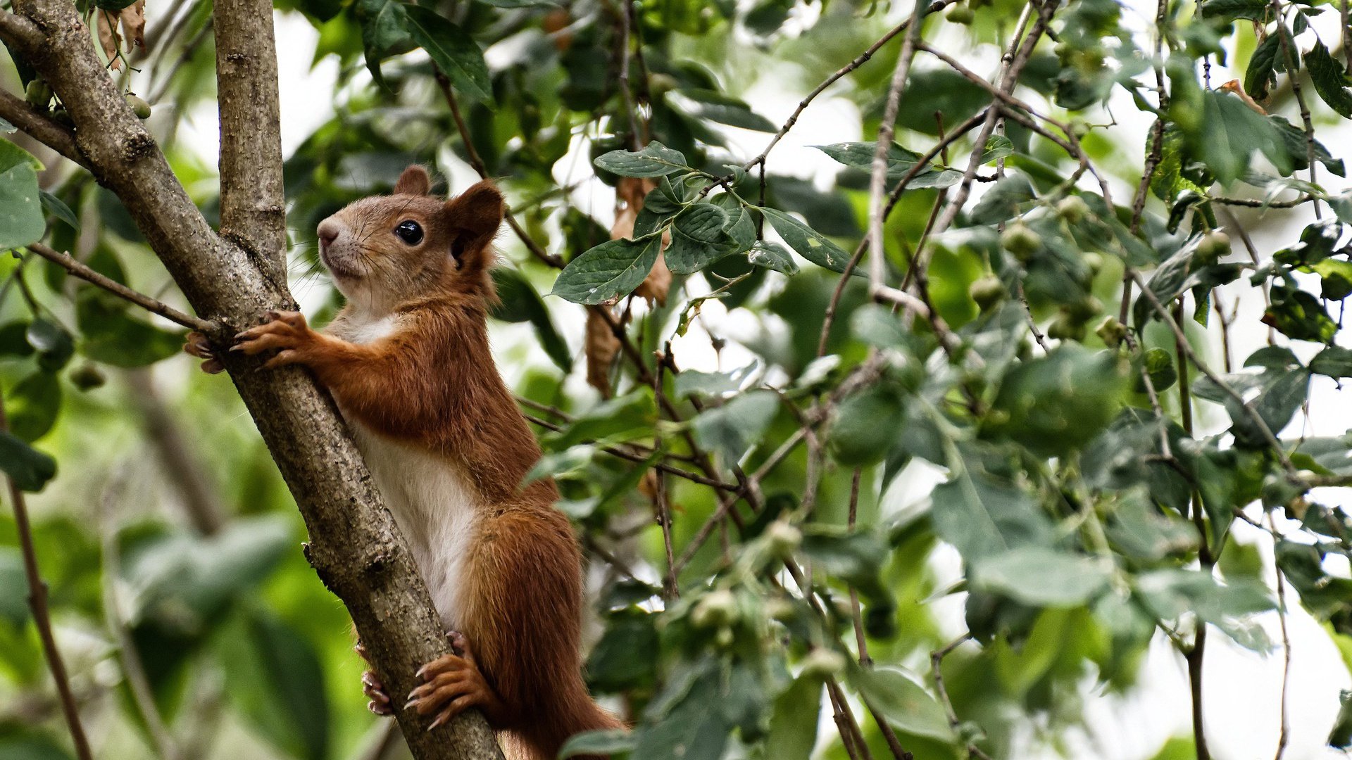 麦克沃伊50米蝶泳夺金时刻刷屏全网,麦克斯·沃克